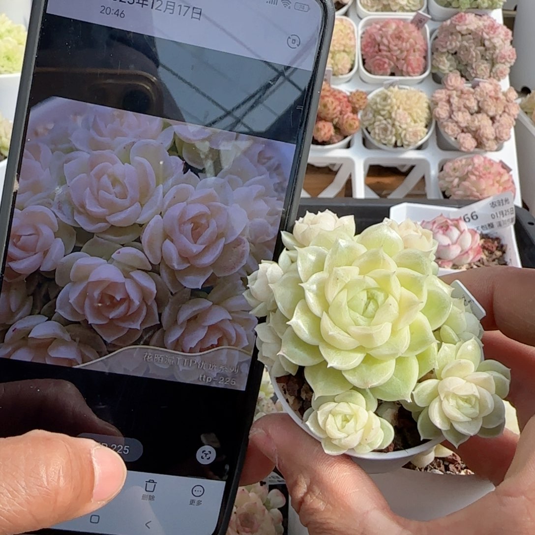 【闪购商品】0125-83（ttp-225）