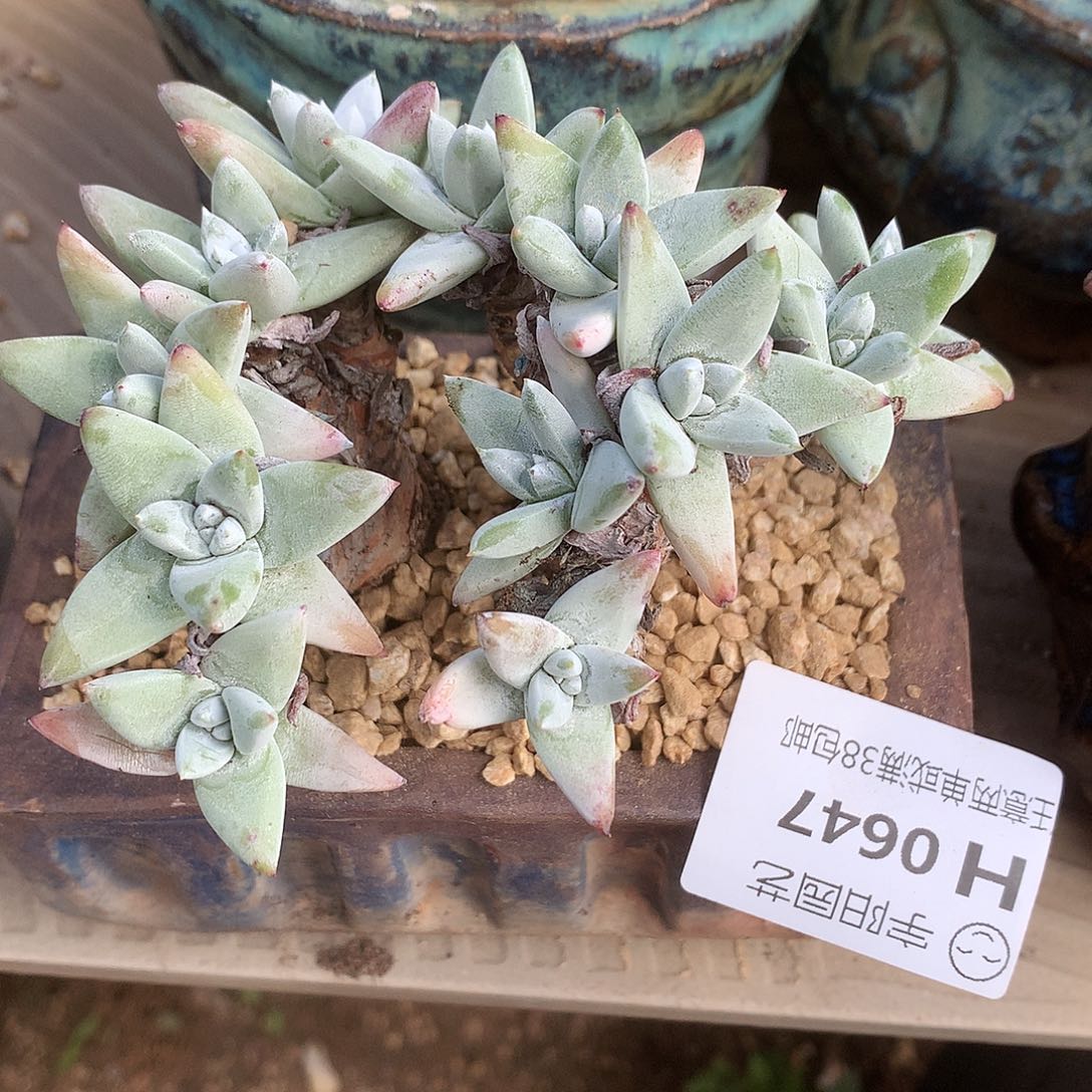 0647诺马苹果叶拇指