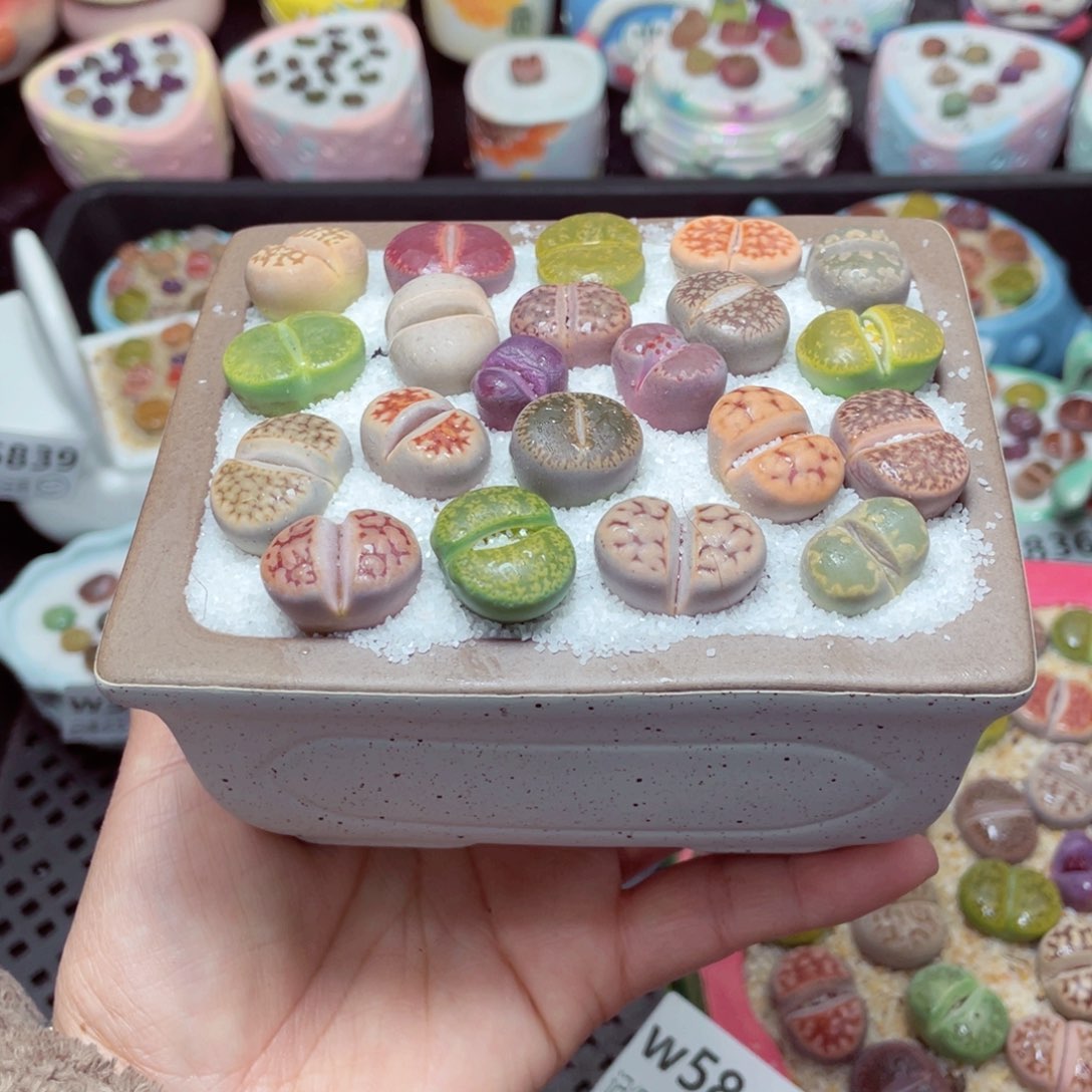 w5842 -零下地区拍保温箱-15支持寄养