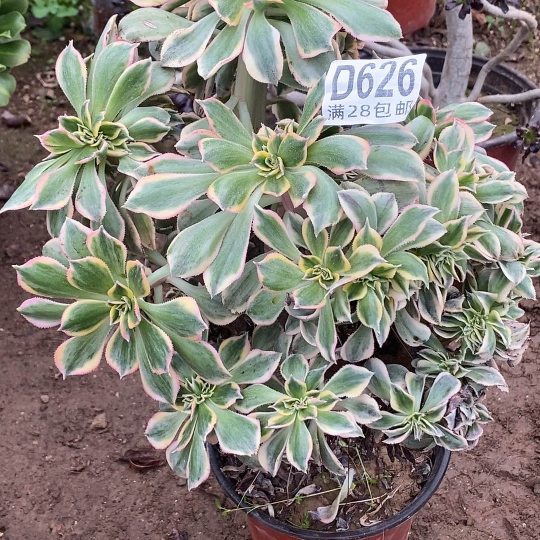 云***轻626 多肉植物不包断枝