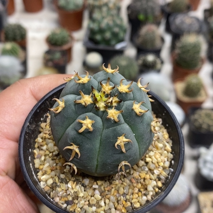 实生猫爪特价福利