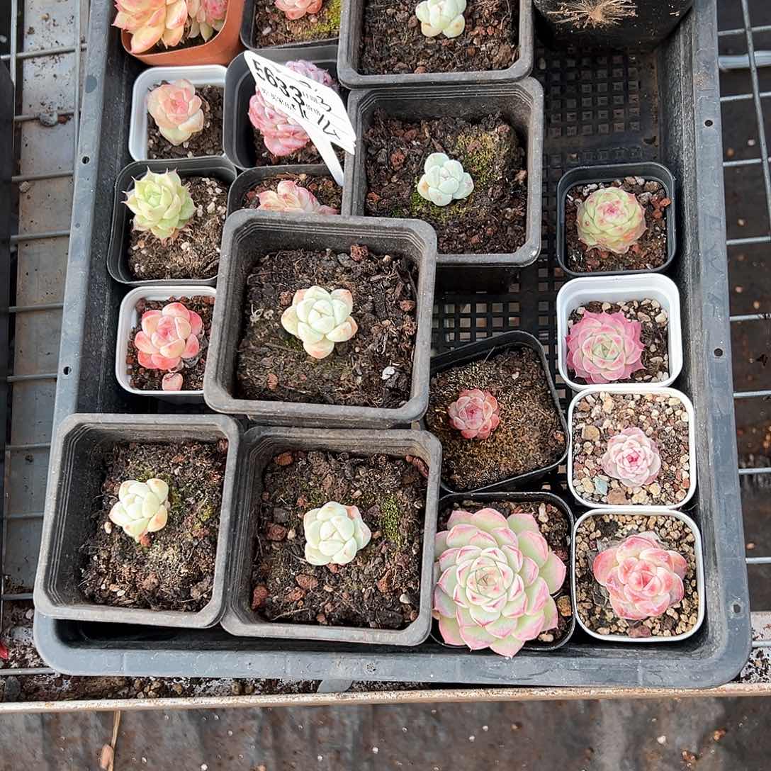 精品龙舌兰一物一拍