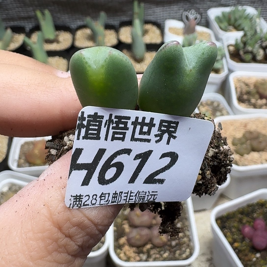 多肉植物的人生ghjk