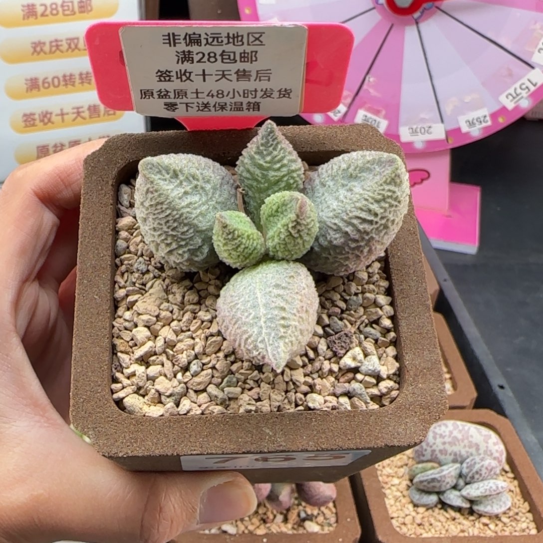 浪***。765巨猪宝多肉植物