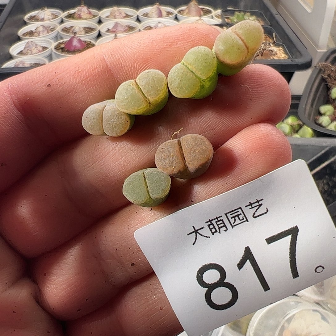 一物一拍。       817