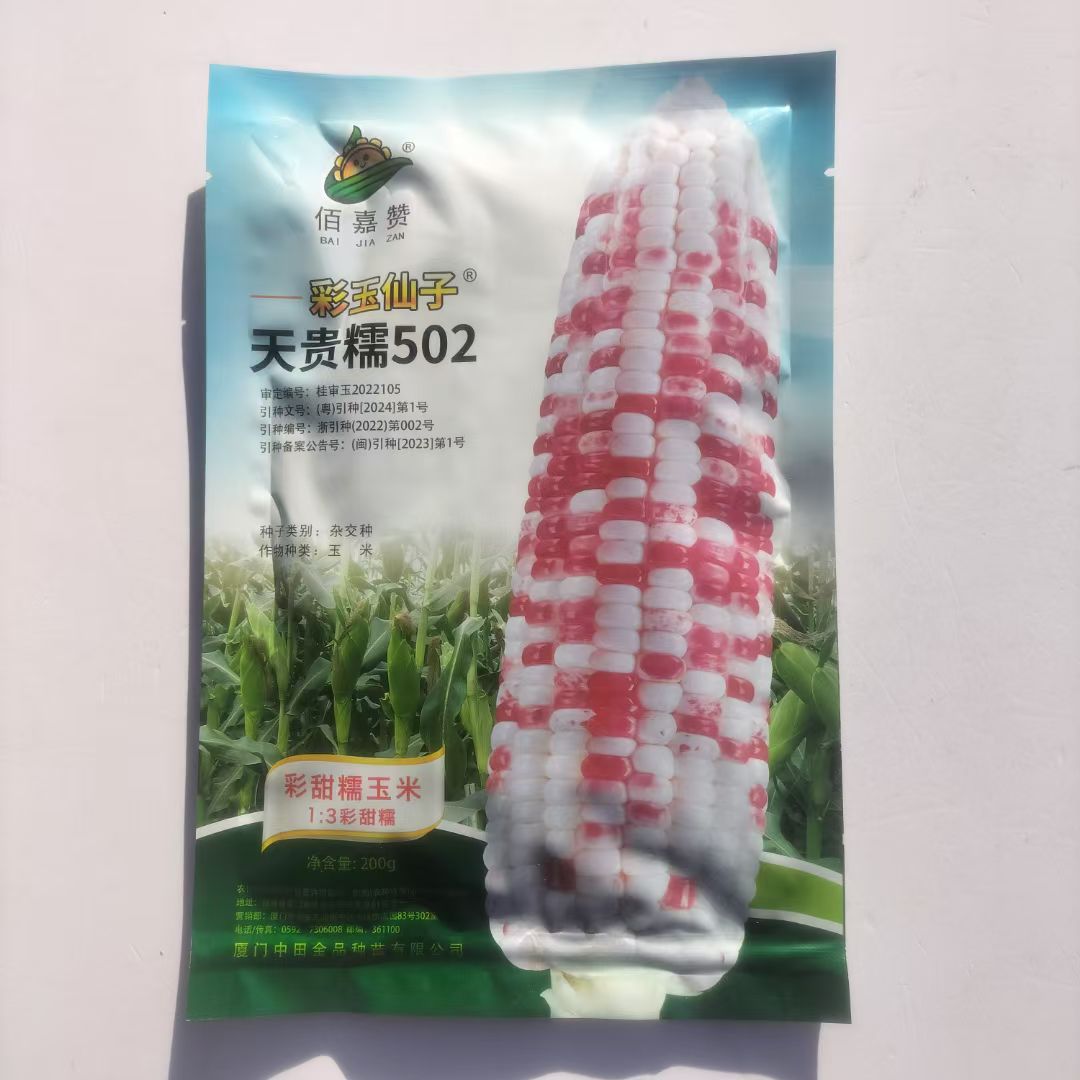 天贵糯502种子中早熟大棒型囗感好200克原装