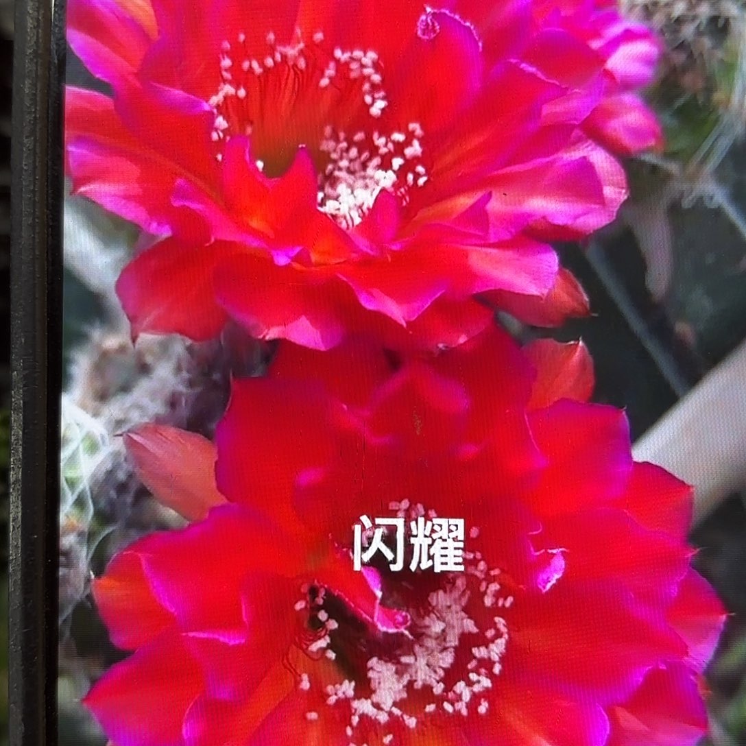 闪耀彩侧牙20包邮7