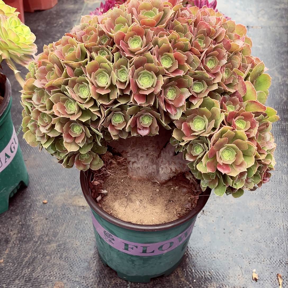 法师多肉哈哈哈哈