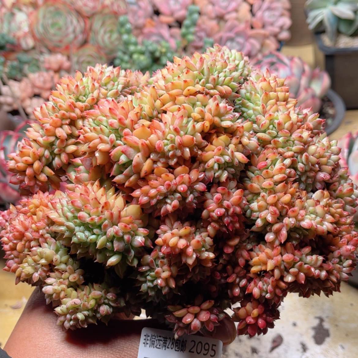 【闪购商品】2095青苹果缀