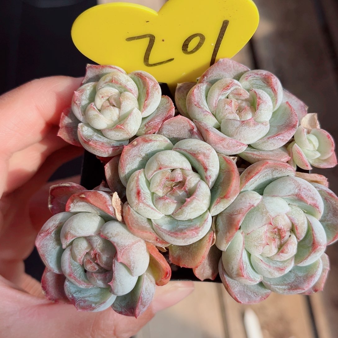 201号小老桩胖虎群