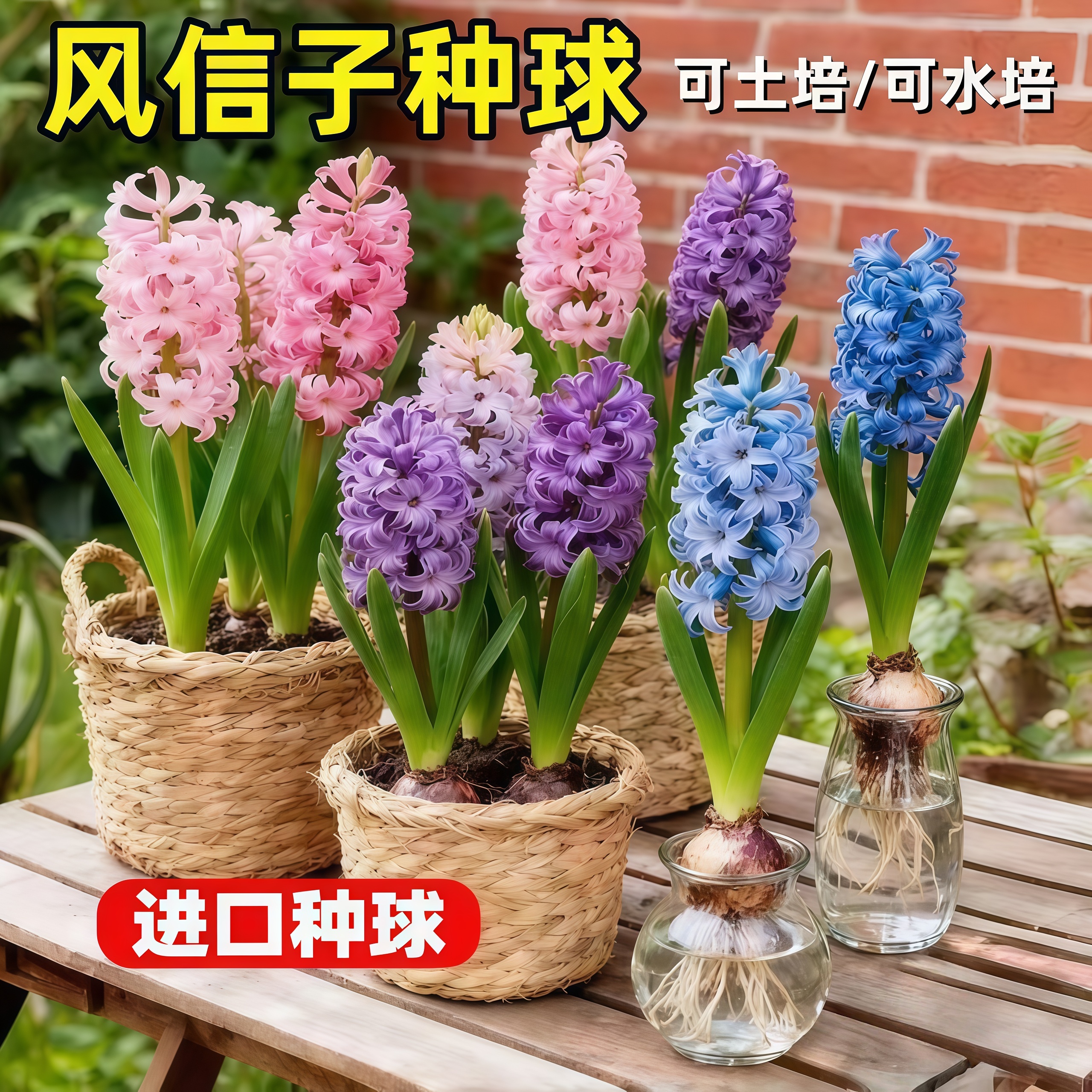 【风信子】土养种球水培荷兰进口球根种子风信子水养阳台盆栽水培