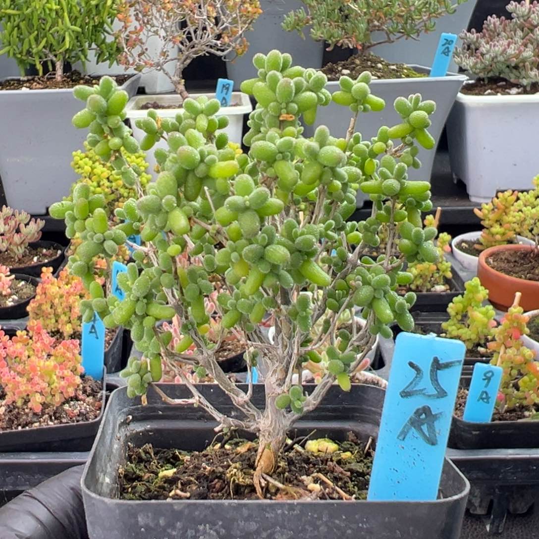 实生米粒小树款25号