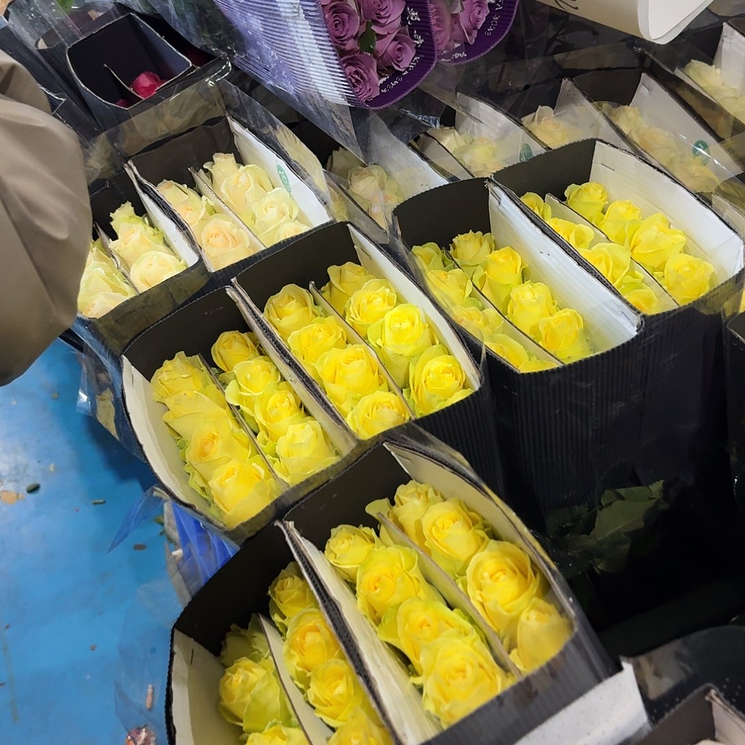 浪漫沙滩单头玫瑰10支