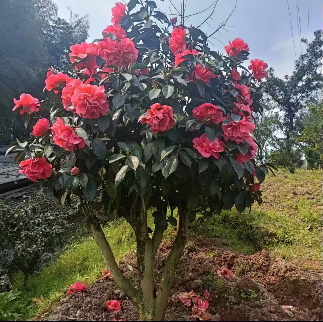 高品质茶花老桩，造型优美观赏佳