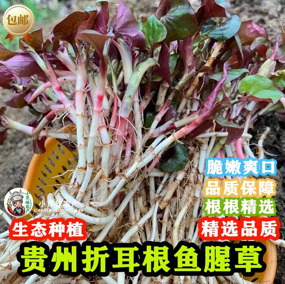 【新根上市】贵州红叶折耳根浓香型新鲜现挖鱼腥草节节根猪鼻孔嫩根