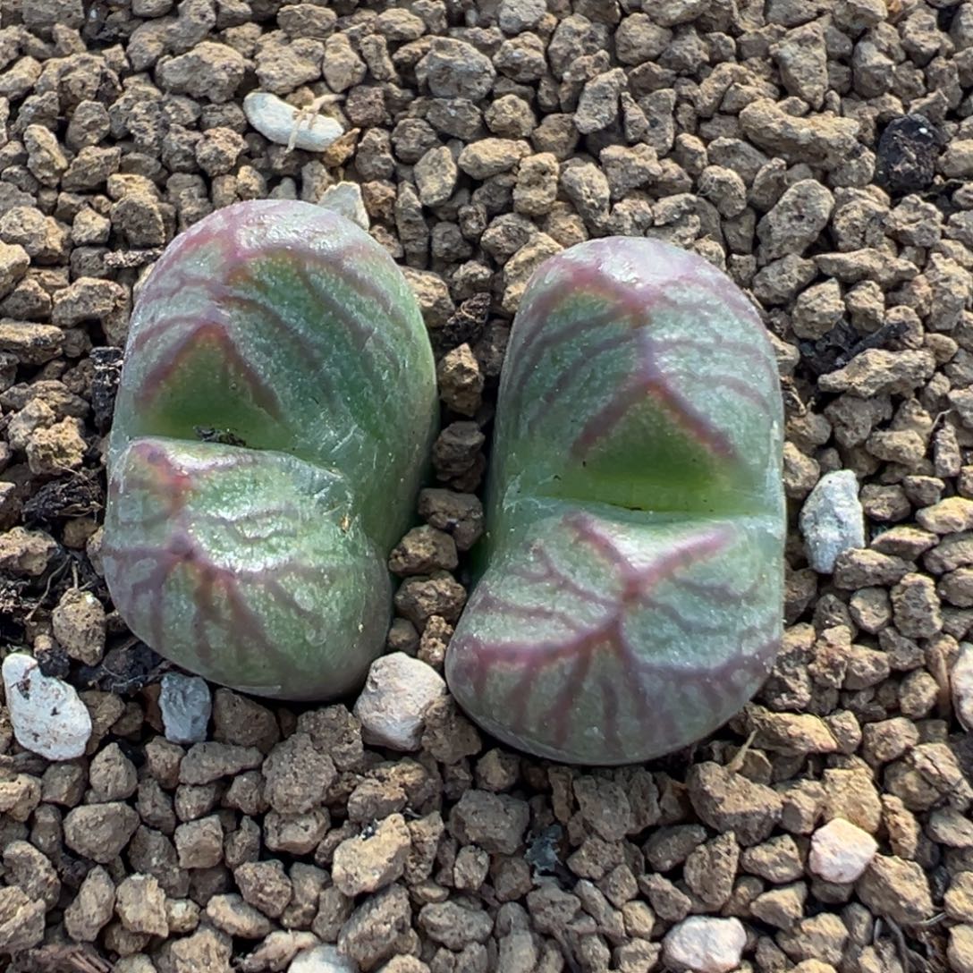 38多肉植物百科送奶工