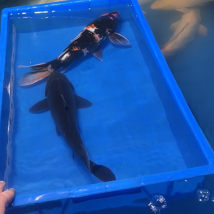 海水鱼锦鲤黑金昭和2条