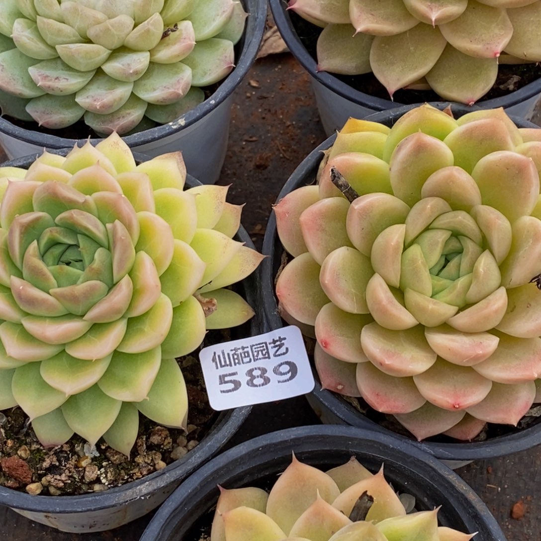 安**院589分钟后用清水洗净切成