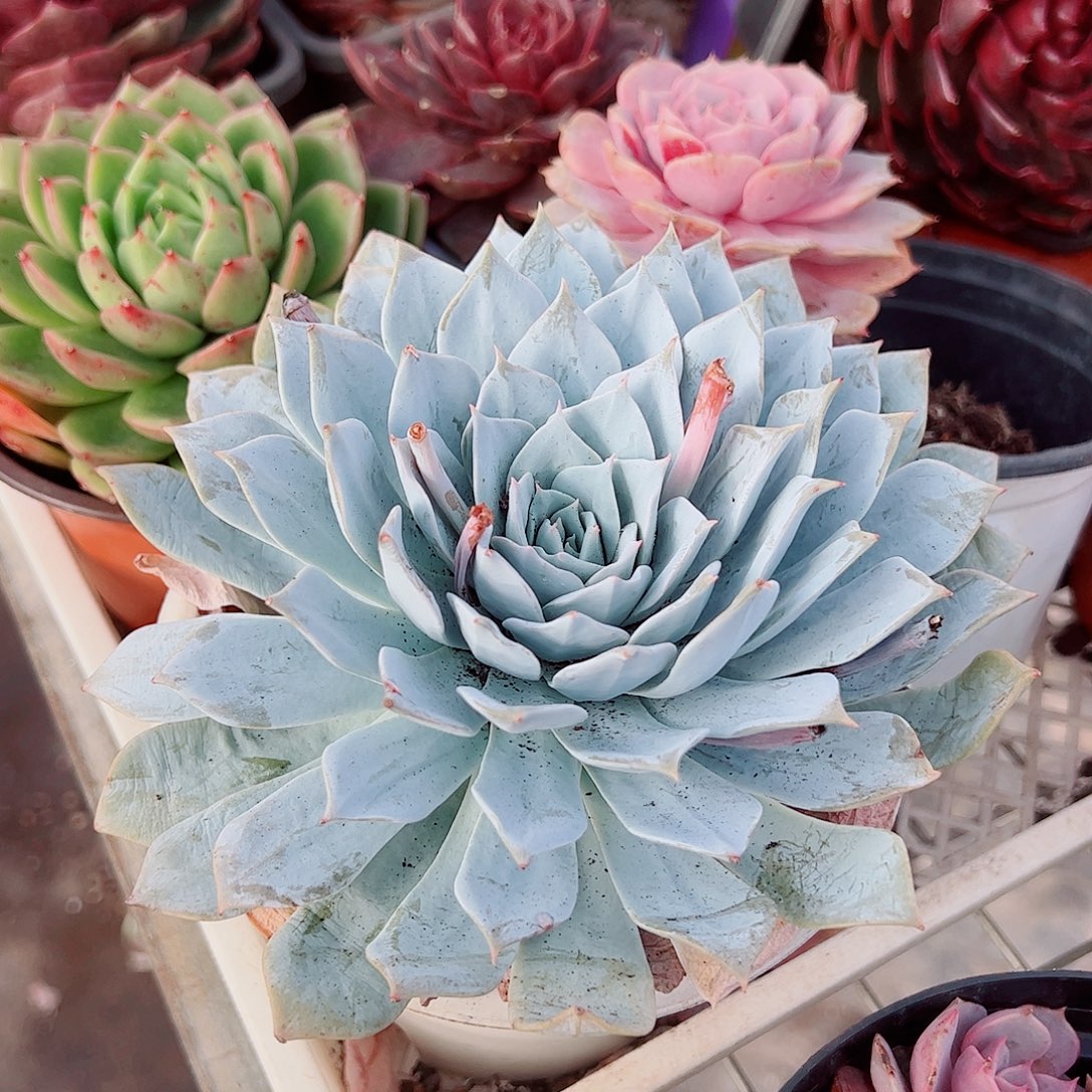 薄叶蓝鸟大单头精品特价