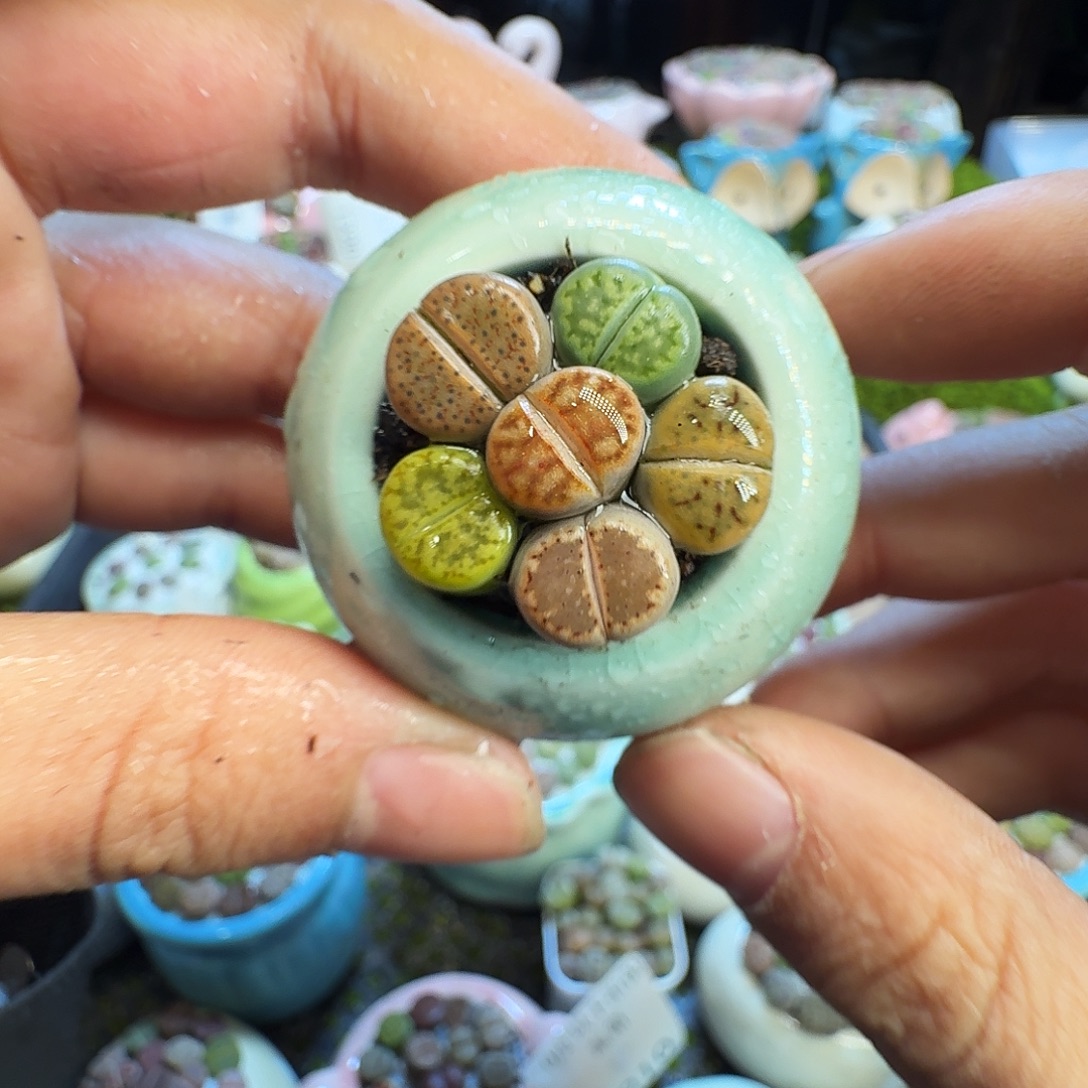 多肉葡萄干和水果茶1221