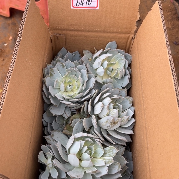 影***^地栽瑕疵薄叶蓝鸟装箱（不）