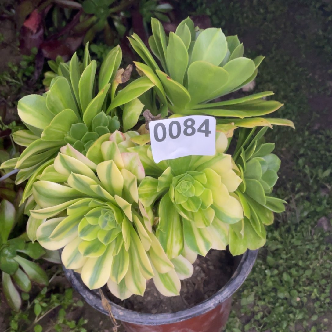 84号七彩琉璃翡翠台为