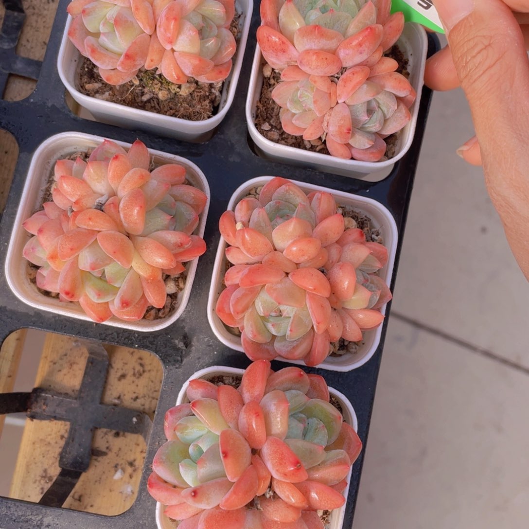 830号 太妃糖多肉群生一个