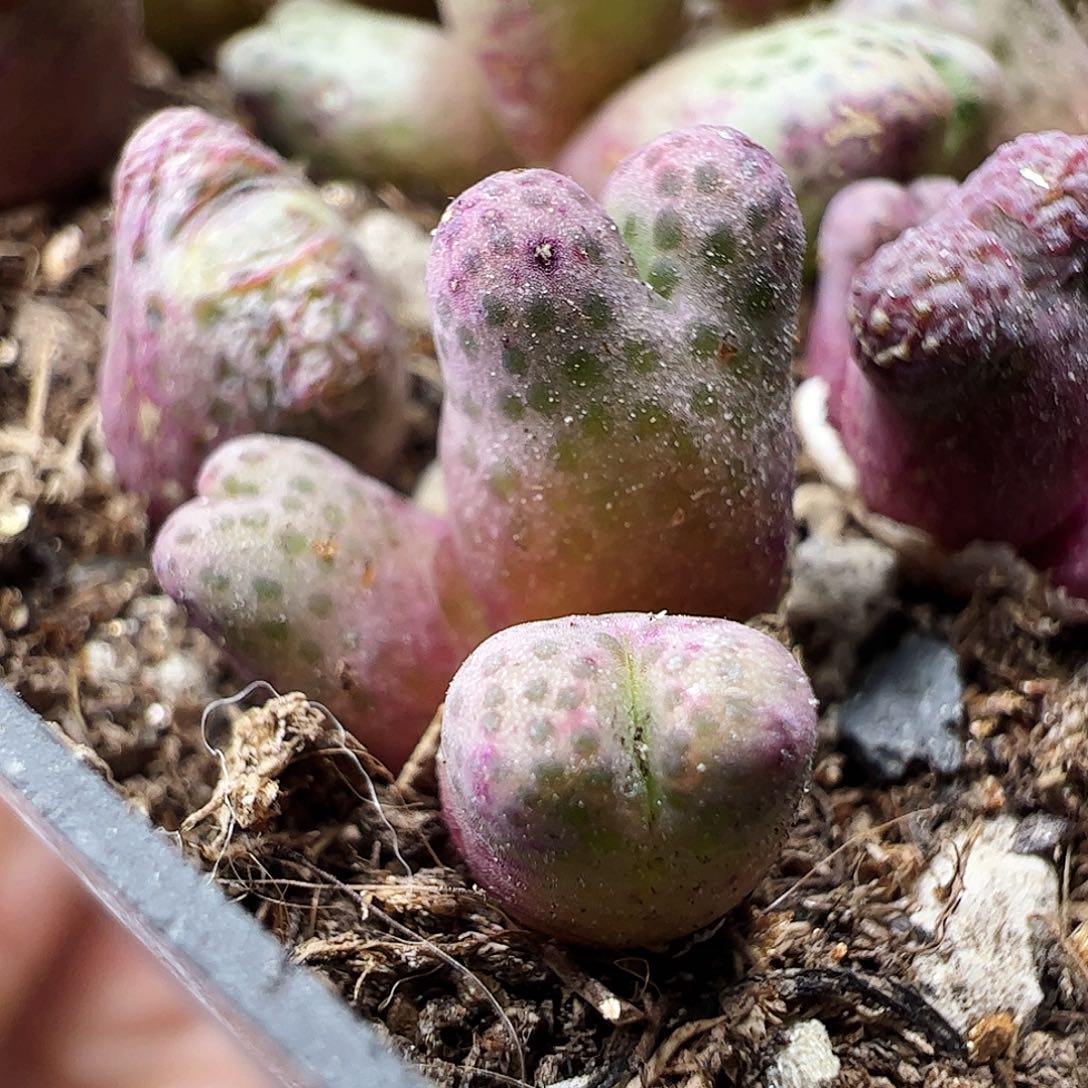 1425.962/斑马一颗………………………