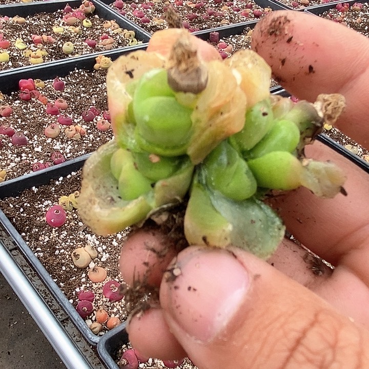 13528群生一颗