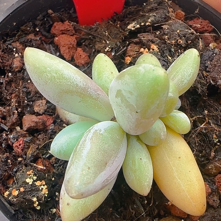 656多肉植物企鹅