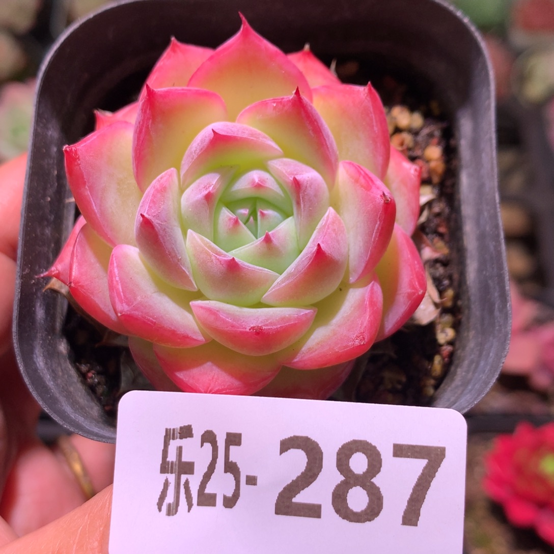 乐然25-287 粉水晶 