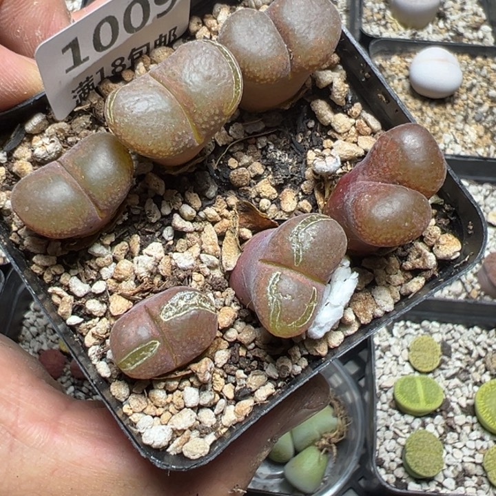 【闪购商品】 1009。