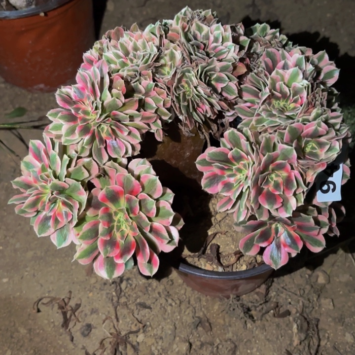944妖月多肉植物不售后