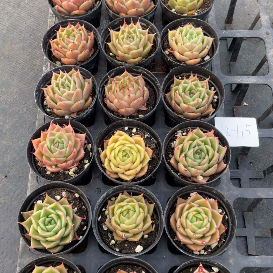 一物一拍18棵12-175