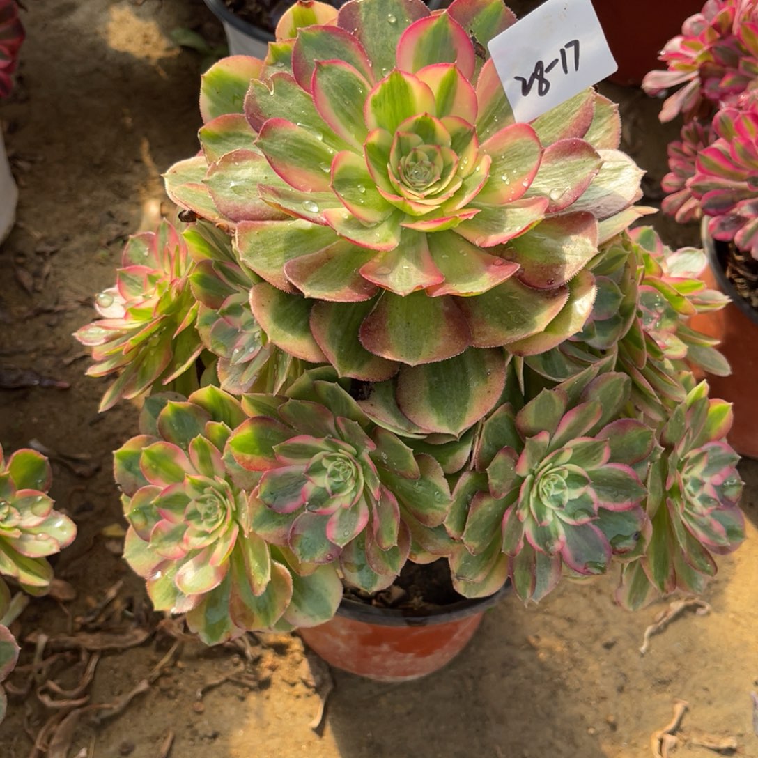 11-28-17玉姿法师锦