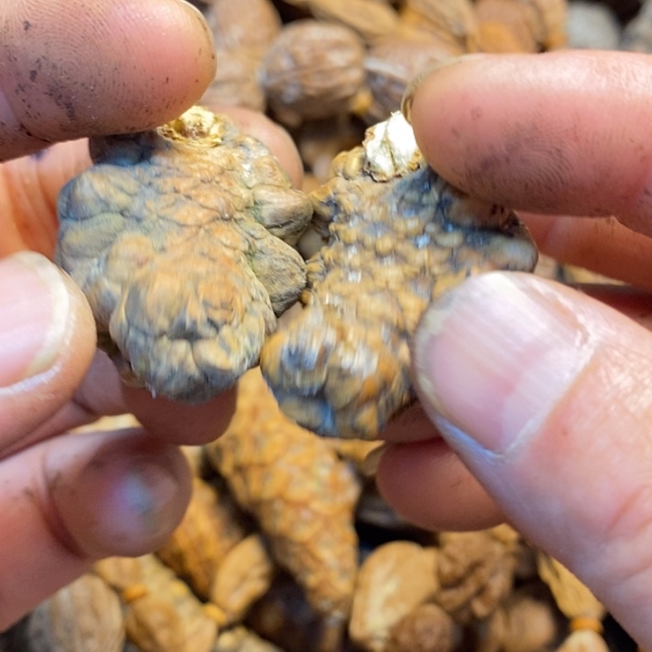 桃核吊坠娜姐真的37