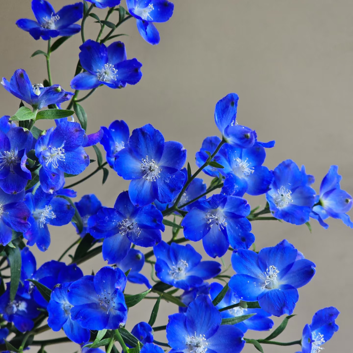 宝熠深紫蓝小飞燕！三件顺丰空运20%不售后