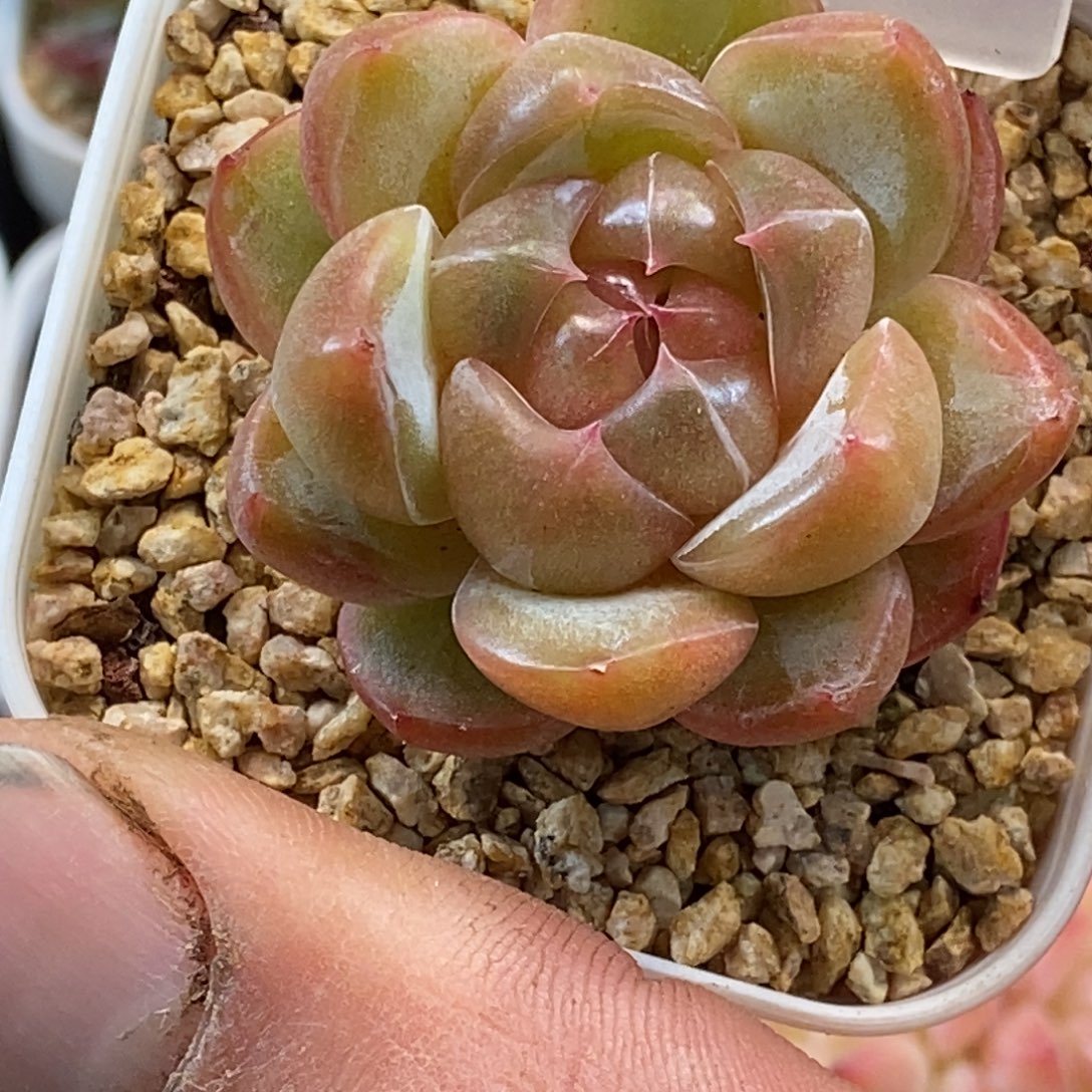 天官赐福百无禁忌