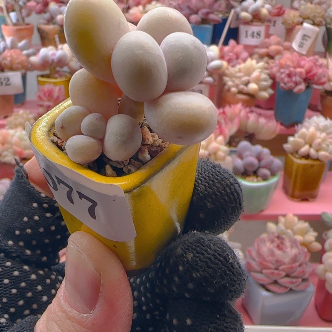 原始奶077 ，带盆土发货，满38包邮非偏远。