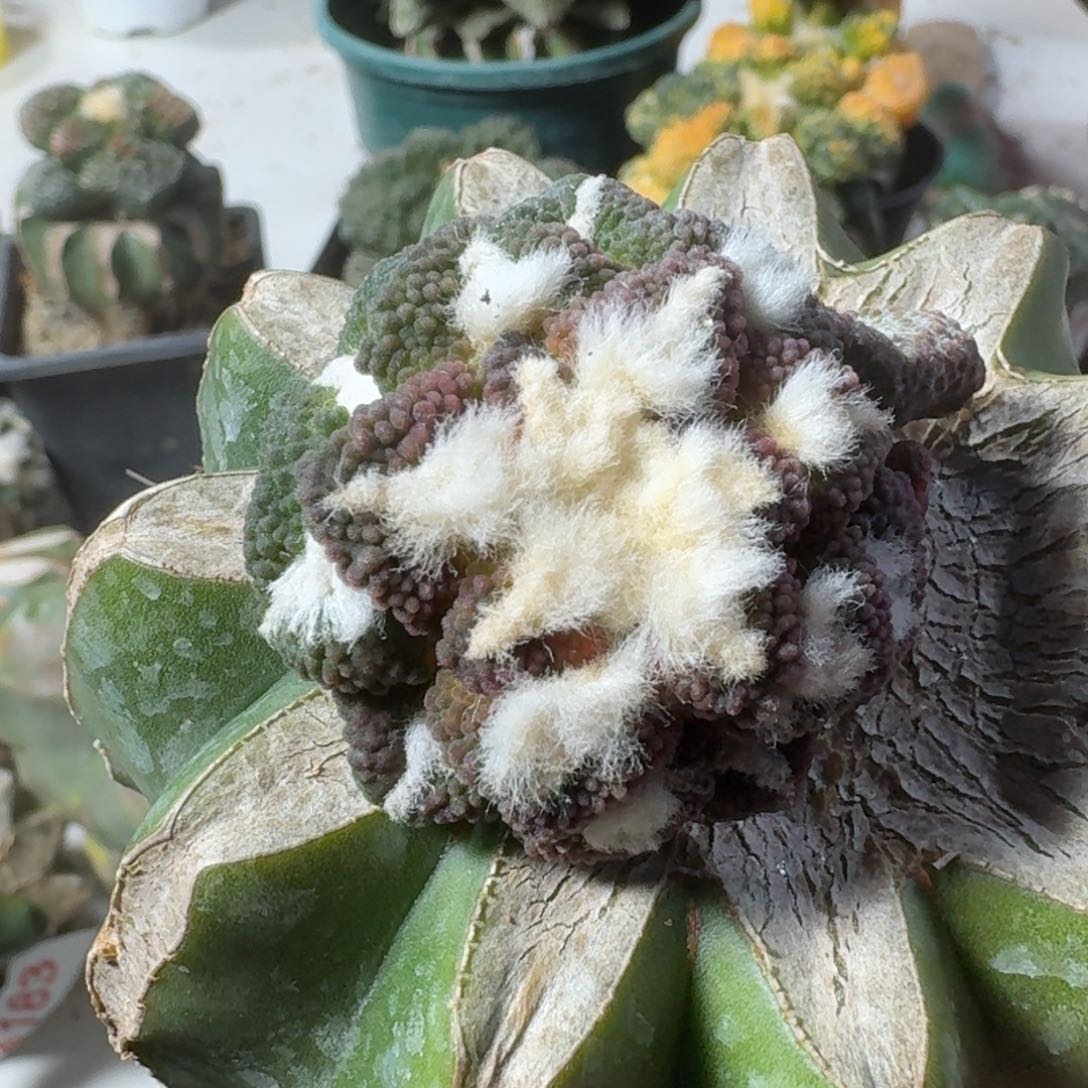 【闪购商品】小*胖大尤黑