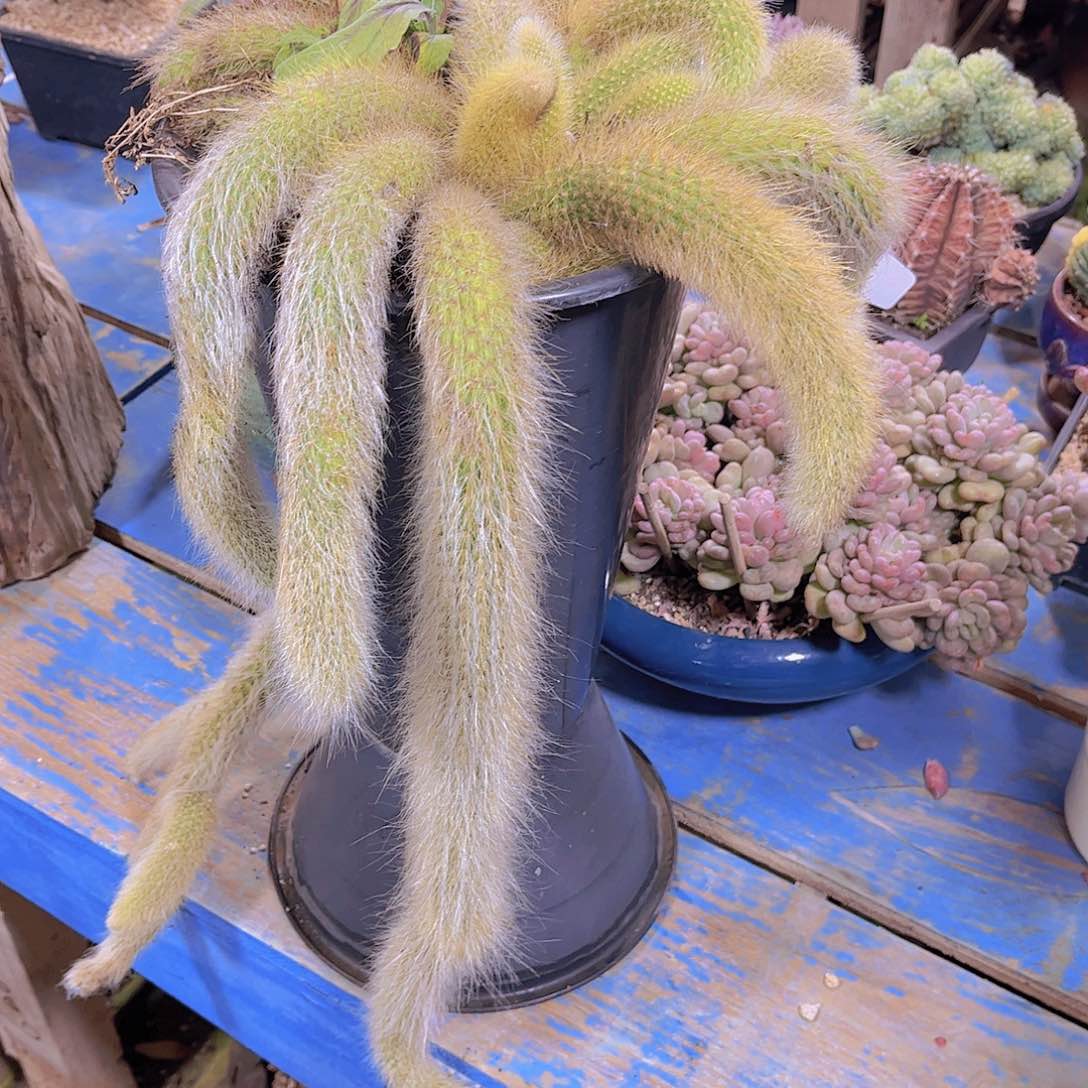 芳*多肉老桩多肉老桩