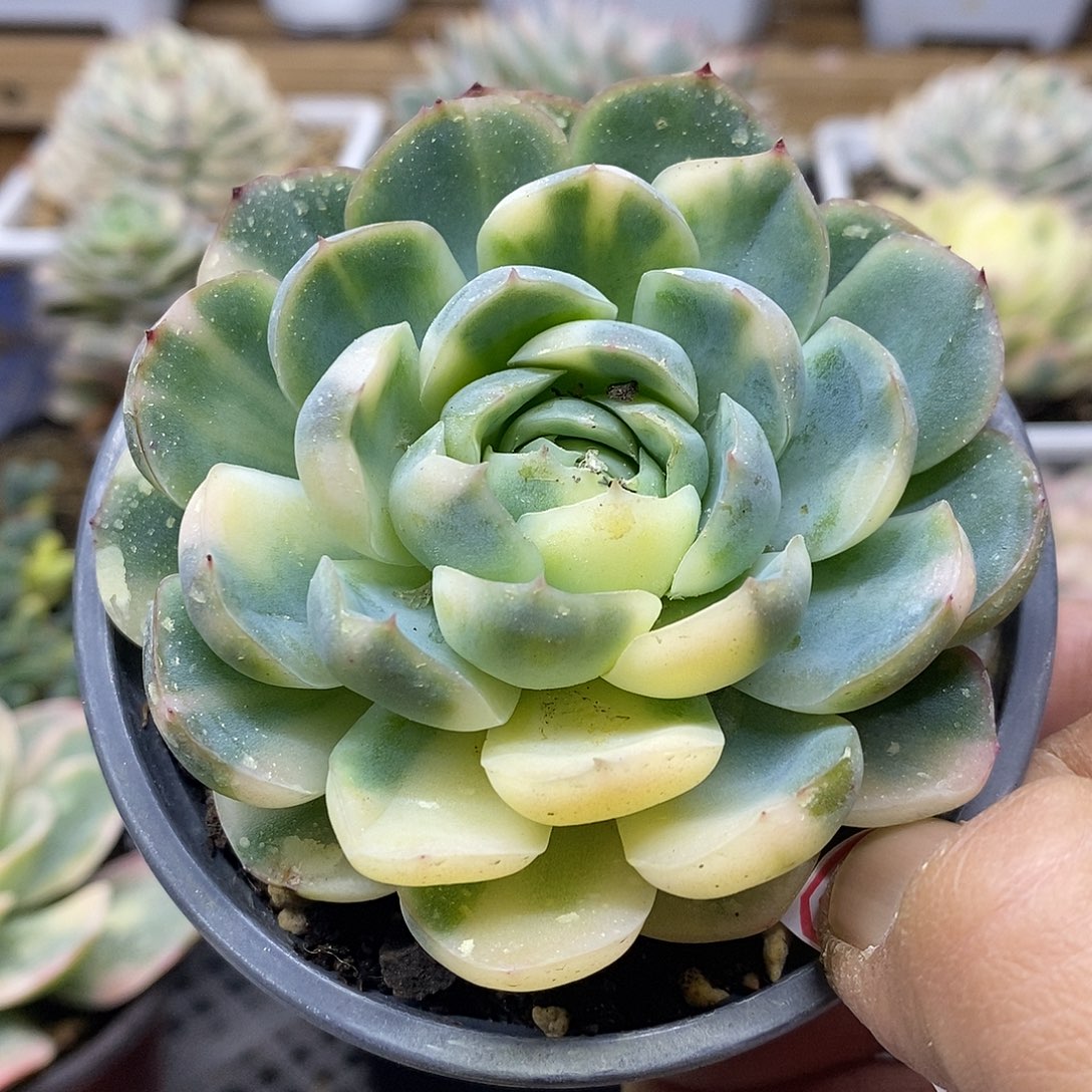 1910 贝瑞花脸锦 需延时发货