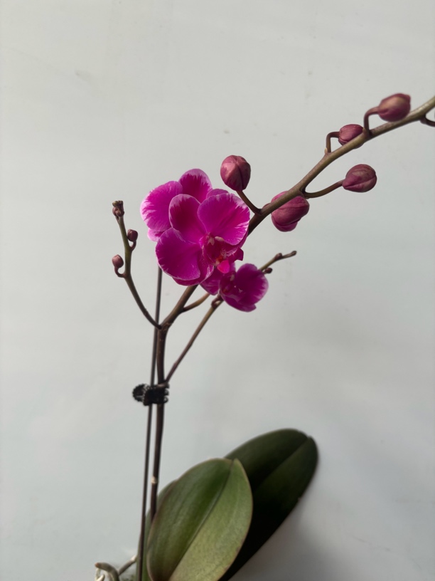 蝴蝶兰———(泼墨满天红)(任意两颗包邮只拍一颗发苗)