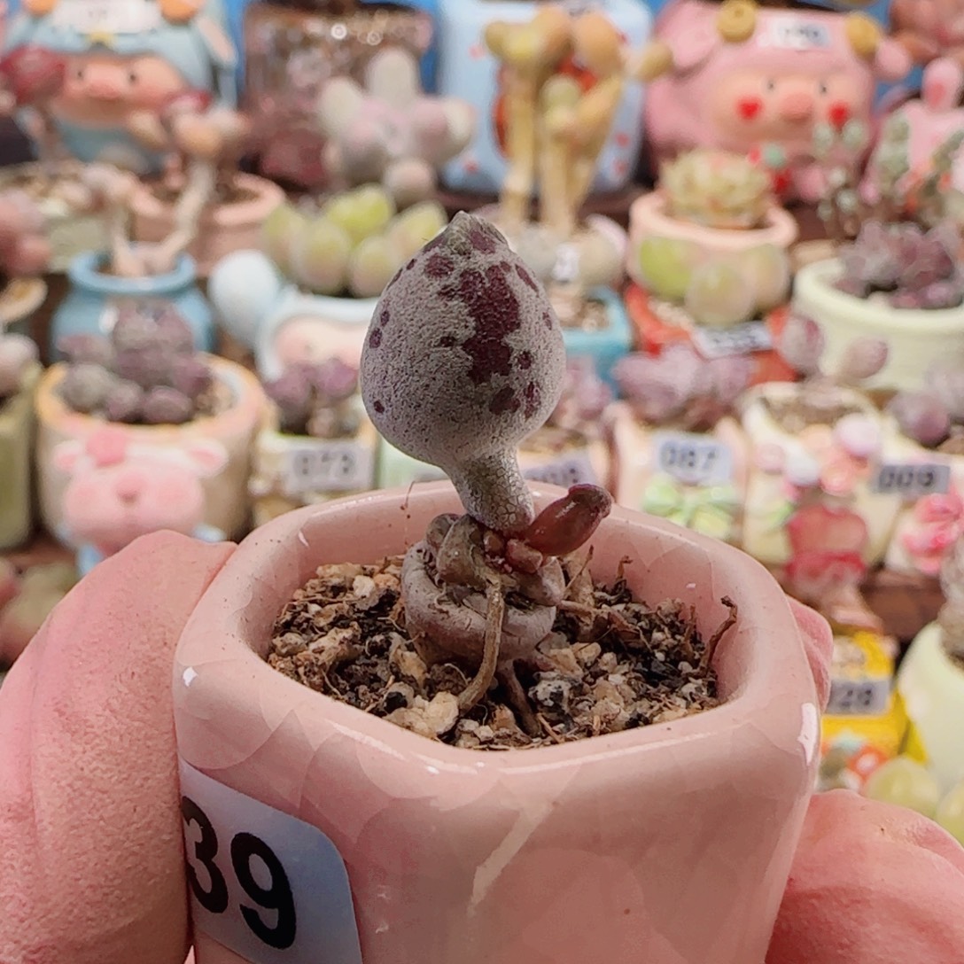 T粉海豹盆口2.5cm