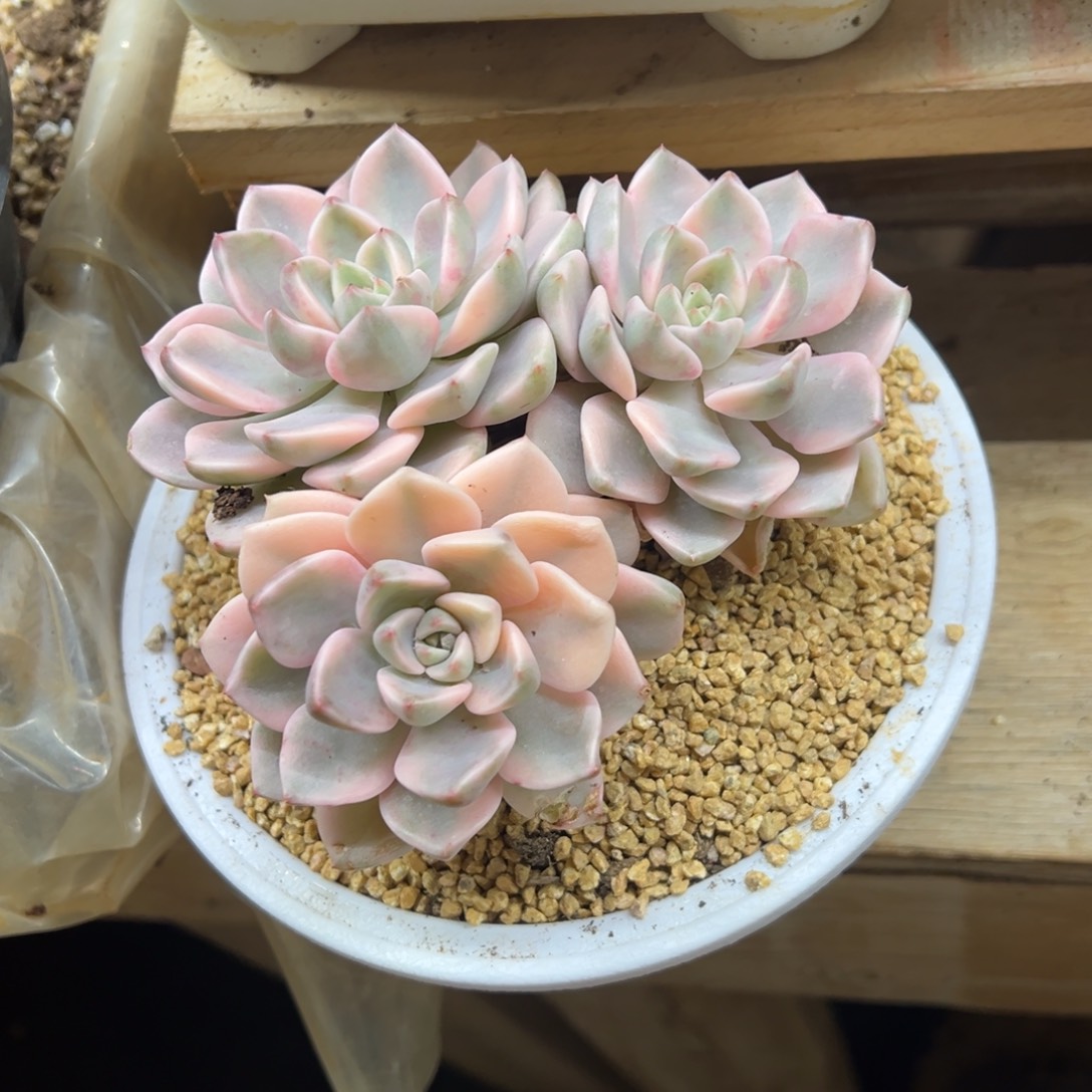 红粉佳人锦 夏鸣园艺