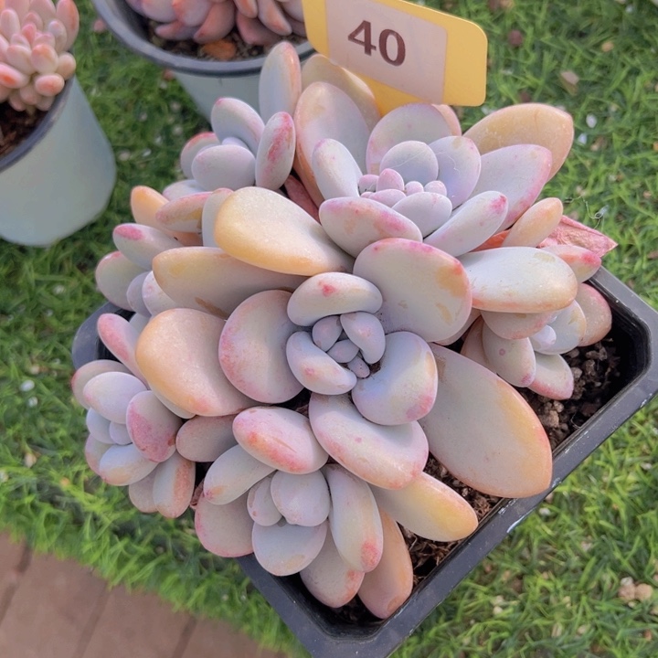 健健康康平平安安