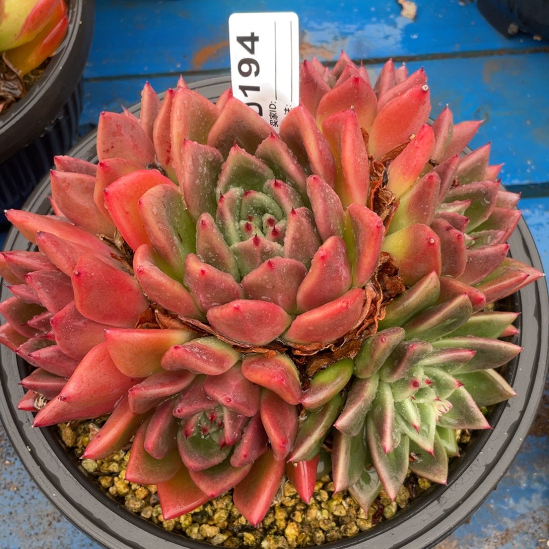 无花朵若如东云组拍D194