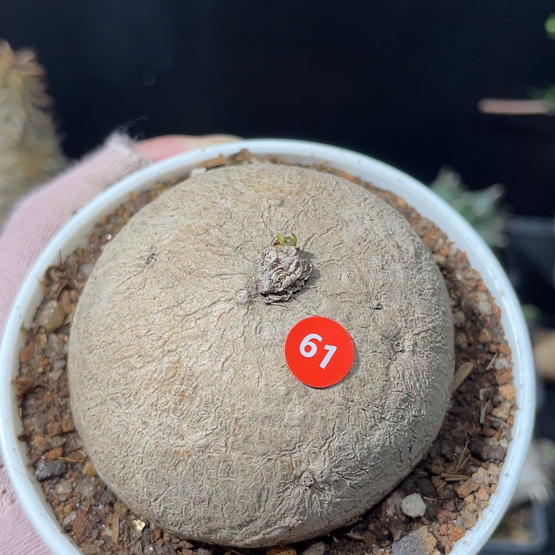 素可泰带盆发货啦