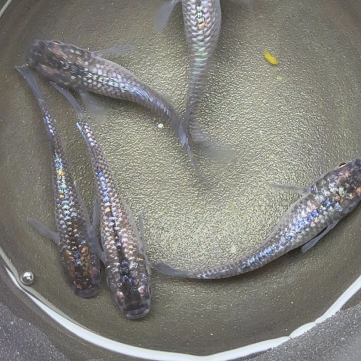 青鳉鱼黑砖石60号