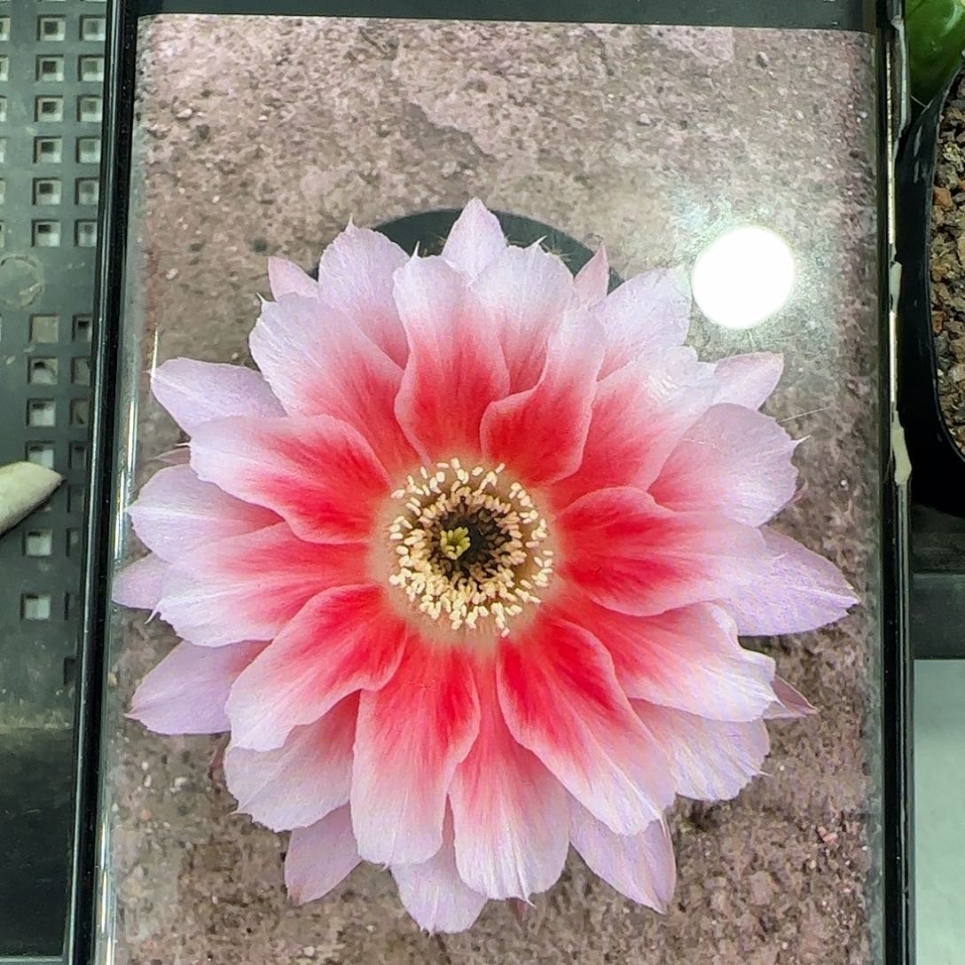 兰光丽花1号侧芽无根